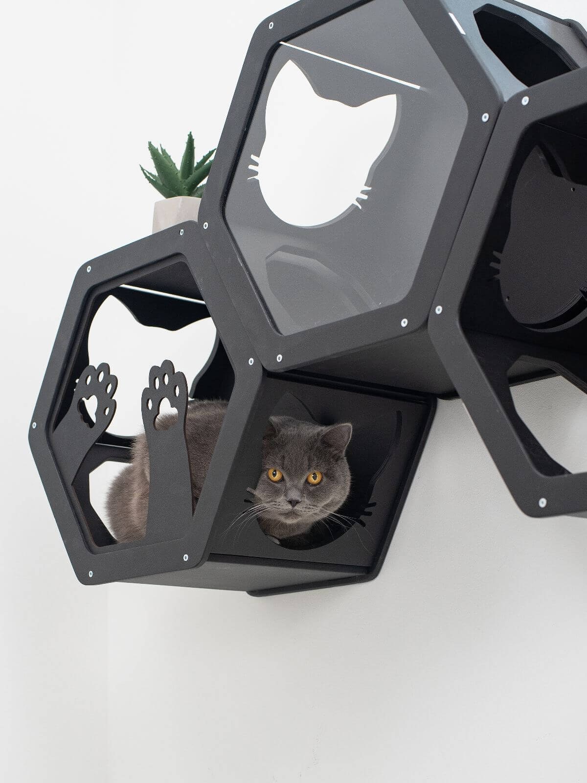 Wooden and Acrylic Frame for Hexagon - Image 4